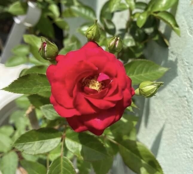 hoa hồng leo Đỏ chùm red riding hood hoa hồng leo Đỏ chùm red riding hood