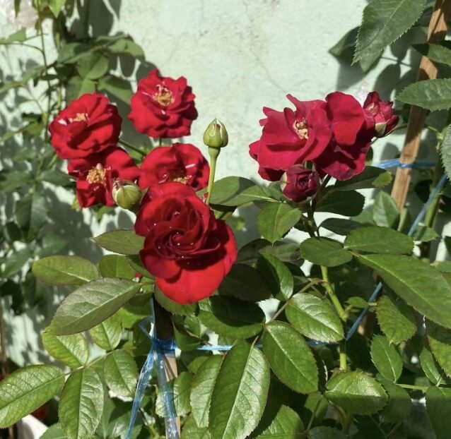 hoa hồng leo Đỏ chùm red riding hood hoa hồng leo Đỏ chùm red riding hood