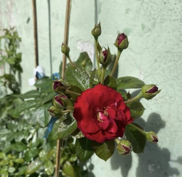 hoa hồng leo Đỏ chùm red riding hood hoa hồng leo Đỏ chùm red riding hood