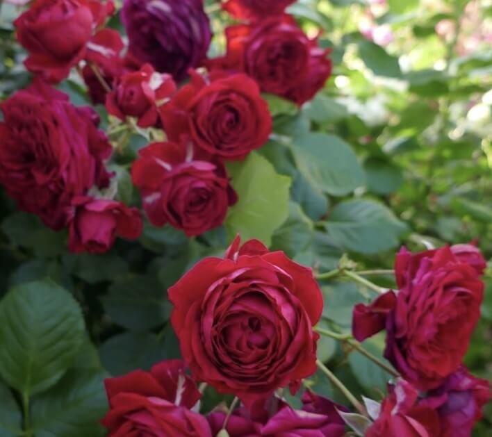 hoa hồng leo Đỏ chùm red riding hood hoa hồng leo Đỏ chùm red riding hood