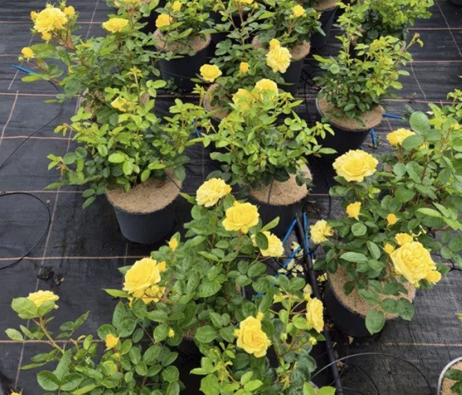 hoa hồng leo vàng yellow mei love hoa hồng leo vàng yellow mei love