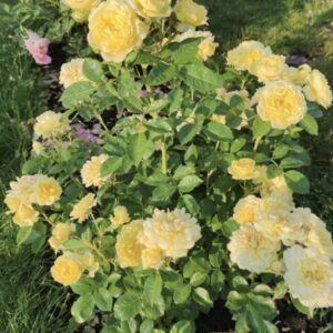 Home hoa hồng leo vàng yellow mei love