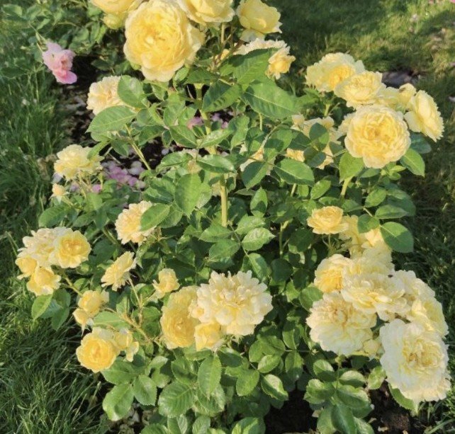 hoa hồng leo vàng yellow mei love hoa hồng leo vàng yellow mei love