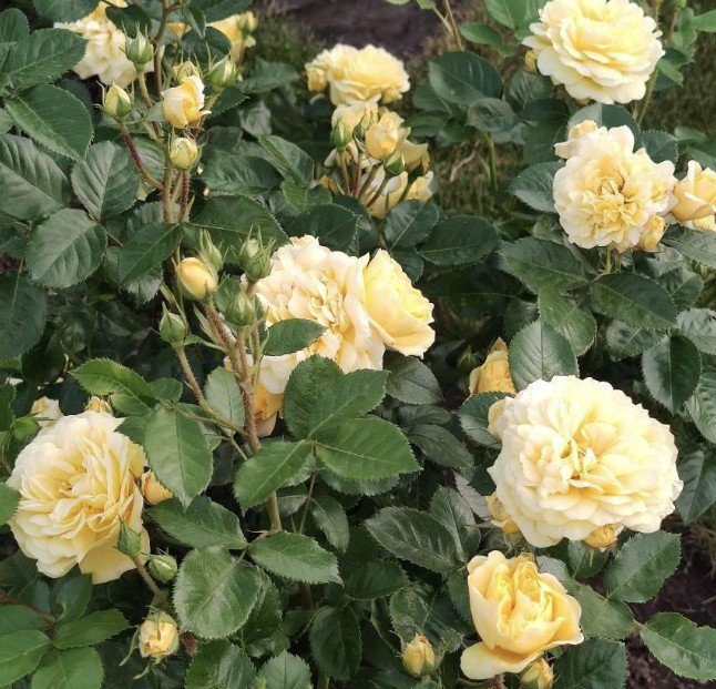 hoa hồng leo vàng yellow mei love hoa hồng leo vàng yellow mei love