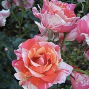 Home hoa hồng bụi sọc paul gauguin