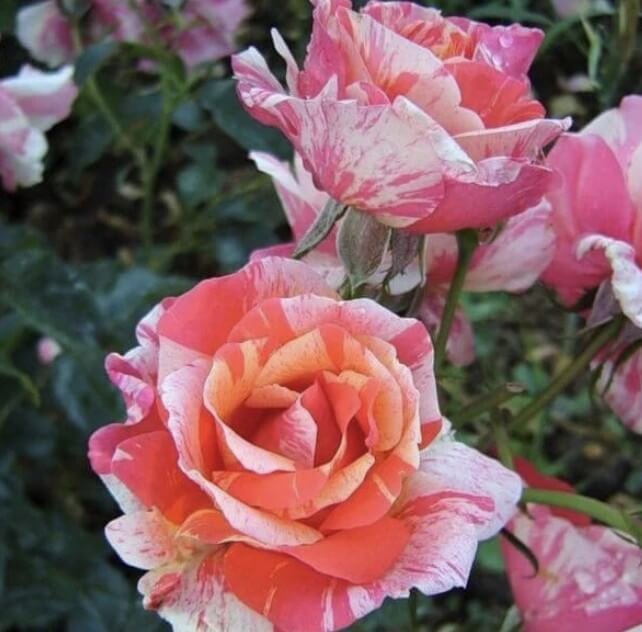 hoa hồng bụi sọc paul gauguin hoa hồng bụi sọc paul gauguin