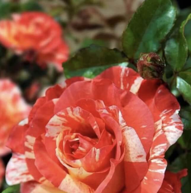 hoa hồng bụi sọc paul gauguin hoa hồng bụi sọc paul gauguin