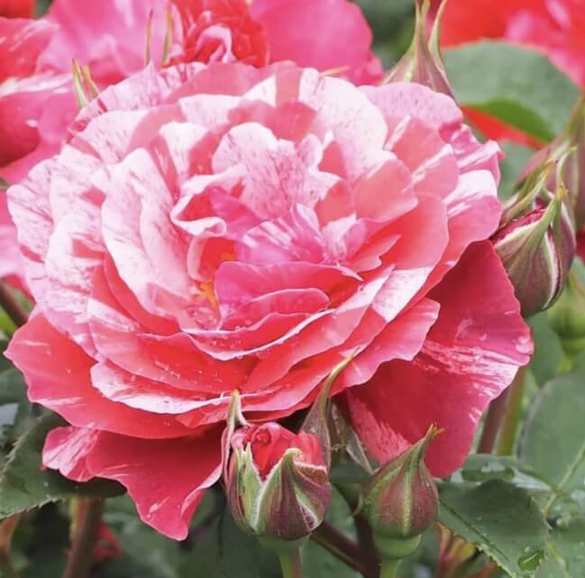 hoa hồng bụi sọc paul gauguin hoa hồng bụi sọc paul gauguin