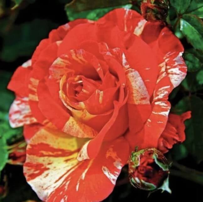 hoa hồng bụi sọc paul gauguin hoa hồng bụi sọc paul gauguin