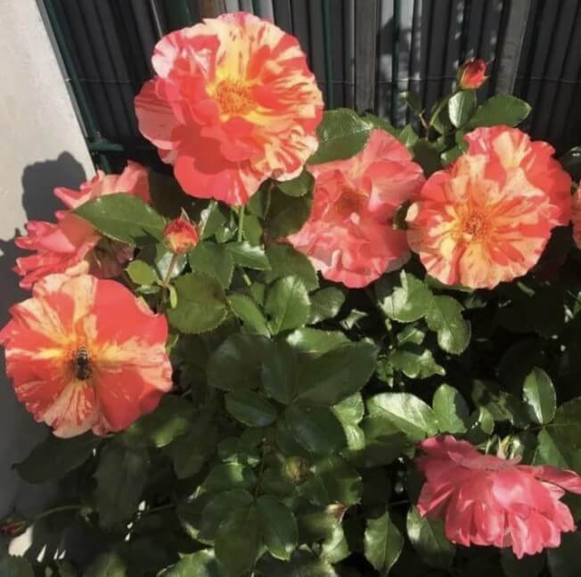 hoa hồng bụi sọc paul gauguin hoa hồng bụi sọc paul gauguin