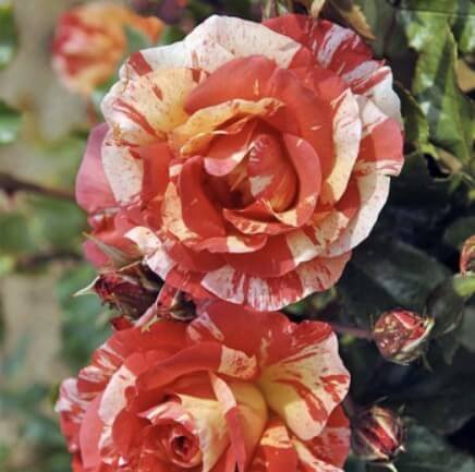 hoa hồng bụi sọc paul gauguin hoa hồng bụi sọc paul gauguin