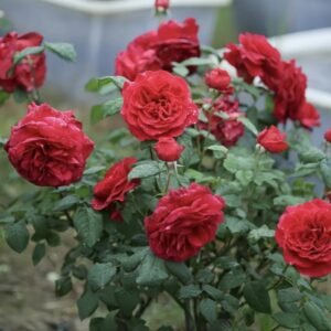 Hoa hồng ngoại Femme Fatale Rose cao cấp