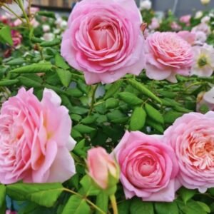 Giống hoa hồng ngoại Fendai