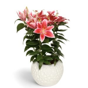 Củ Hoa Ly Sunny Martinique – Giống Lily Oriental Hybrid