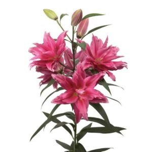 Củ Hoa Ly Kép RL Elena – Giống Hoa Ly Roselily Màu Hồng Đậm