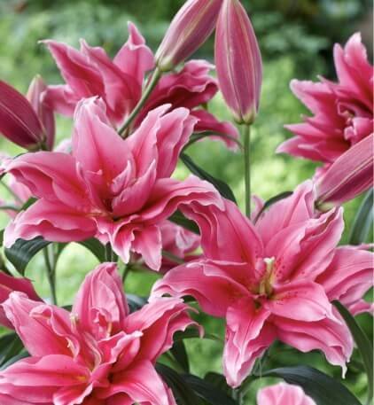 Củ Hoa Ly Kép RL Elena – Giống Hoa Ly Roselily Màu Hồng Đậm - Ảnh 2