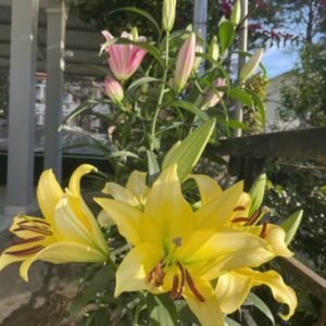 Giống Hoa Lily Vàng Bellville – Đặc Điểm Và Thông Số Củ