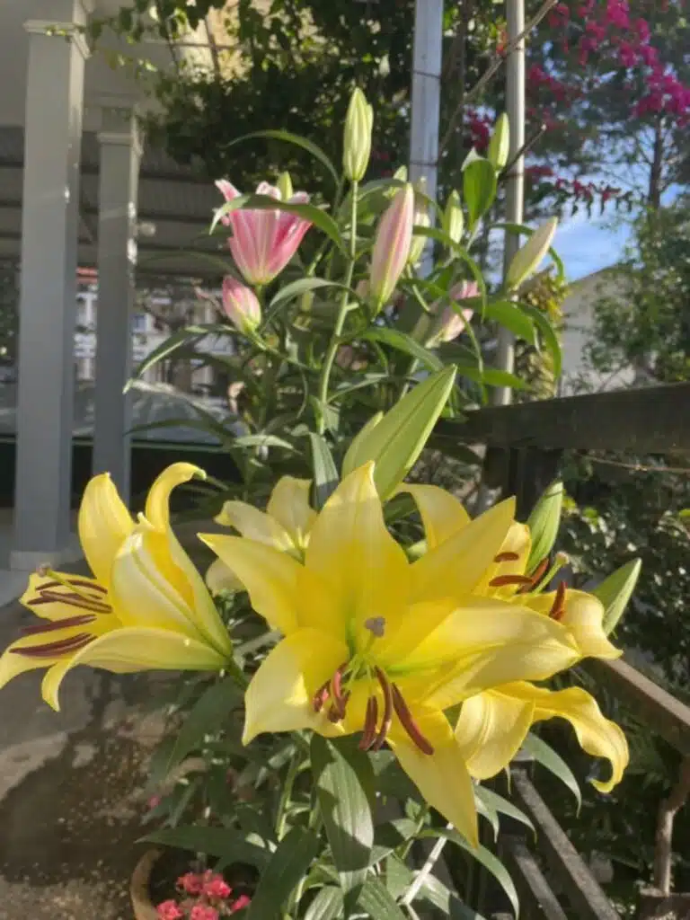 Giống Hoa Lily Vàng Bellville – Đặc Điểm Và Thông Số Củ