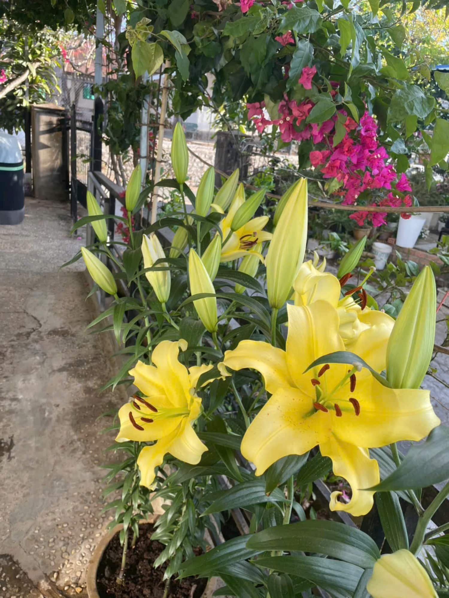 Giống Hoa Lily Vàng Bellville – Đặc Điểm Và Thông Số Củ - Ảnh 2