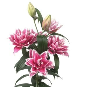 Hoa Ly Kép Samantha – Giống Hoa Ly Roselily Hồng Viền Trắng