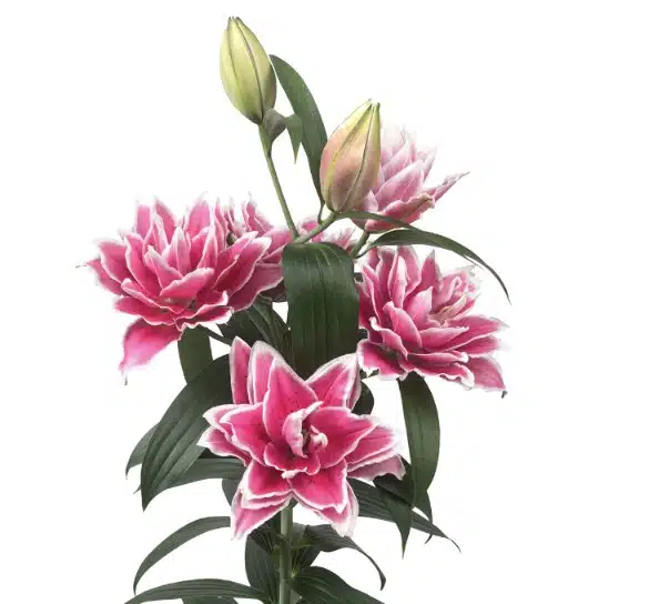 Hoa Ly Kép Samantha – Giống Hoa Ly Roselily Hồng Viền Trắng