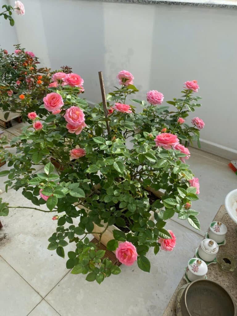 Vườn hoa hồng Đà Lạt uy tín giá rẻ